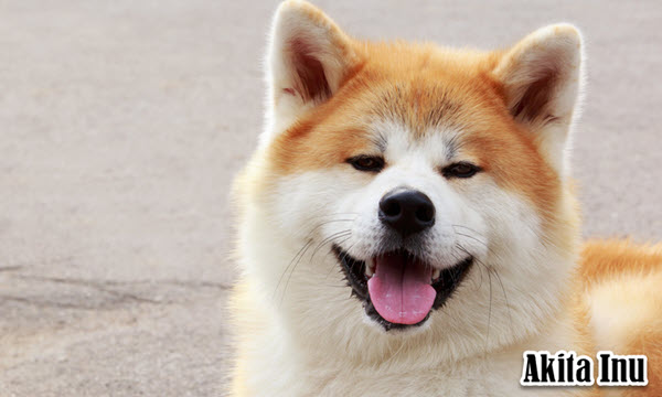 Japanese dog breeds