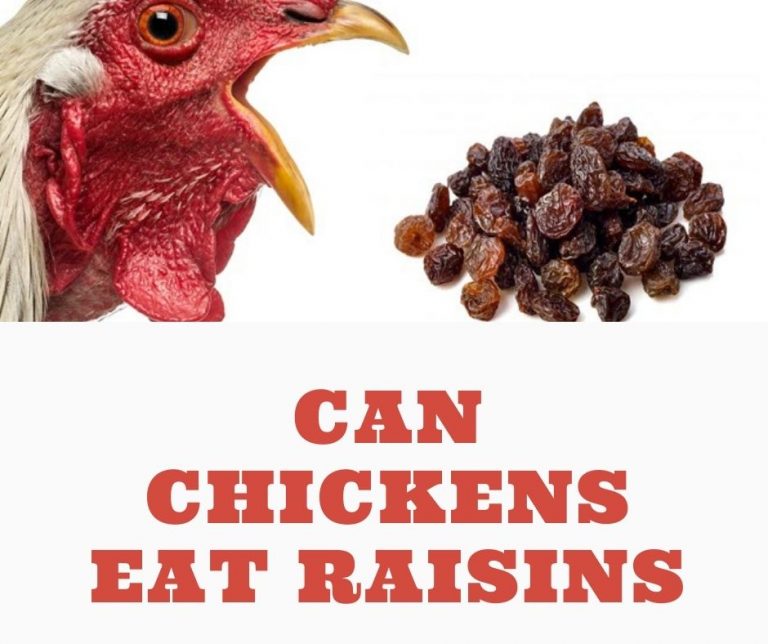 Can Chickens Eat Raisins