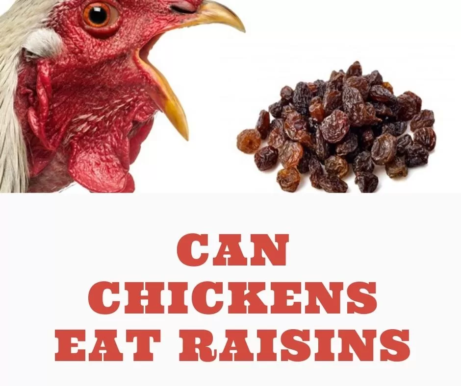 can chickens eat raisins