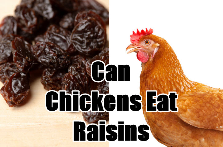 can chickens eat raisins