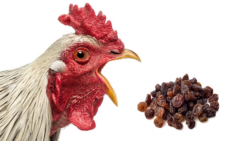 can chickens eat raisins
