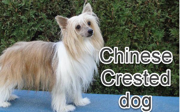 chinese dog breeds