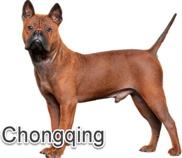 Chinese dog breeds