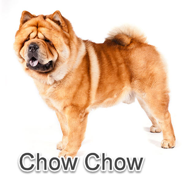 chinese dog breeds