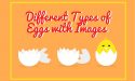 7 Different Types of Eggs with Images