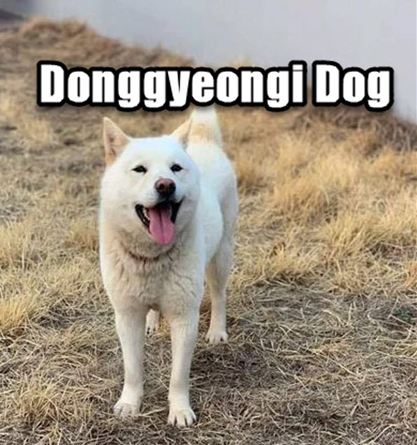 korean dog breeds