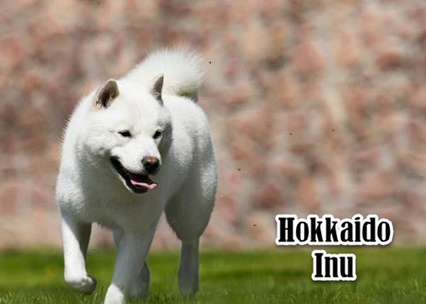 Japanese dog breeds