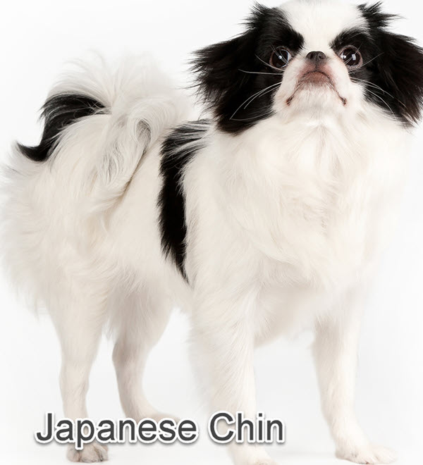 Chinese dog breeds