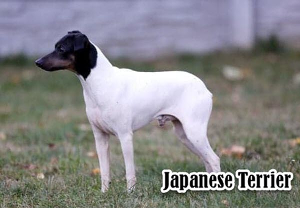 Japanese dog breeds