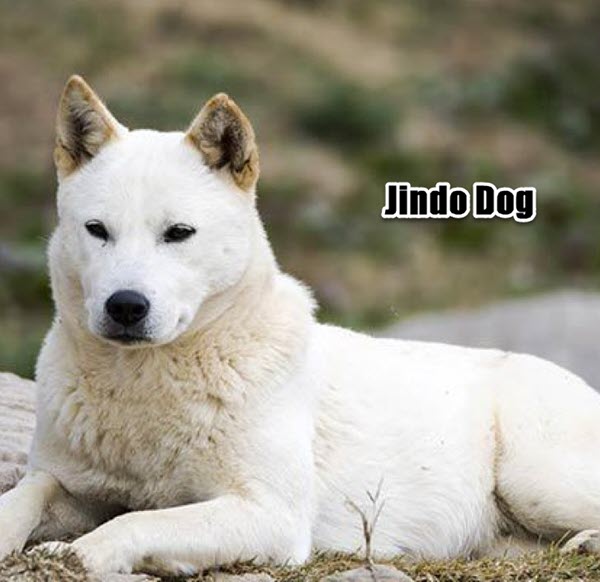 korean dog breeds