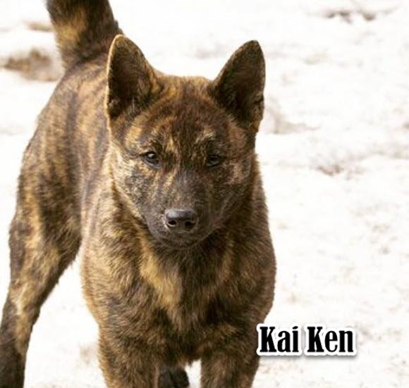 Japanese dog breeds