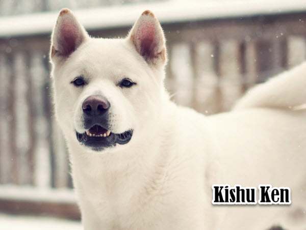 are kishu kens intelligent dogs