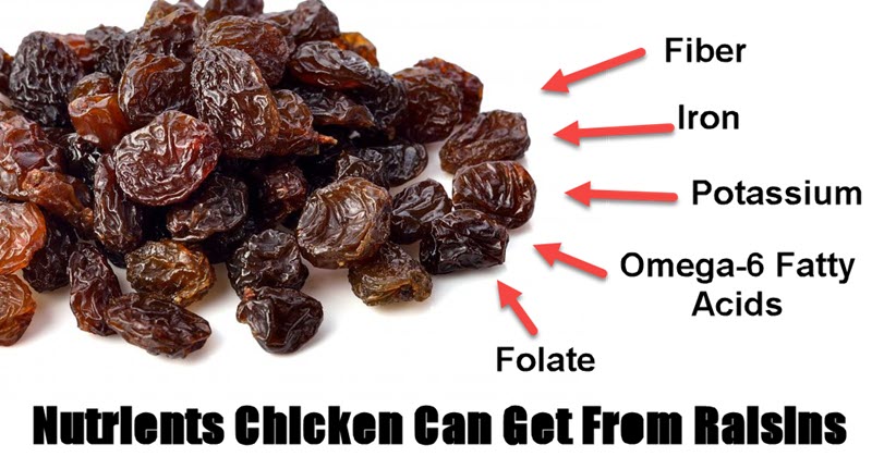 can chickens eat raisins