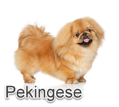 chinese dog breeds