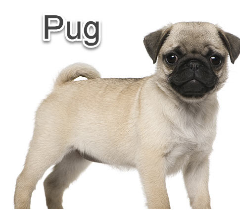 what are pugs called in china