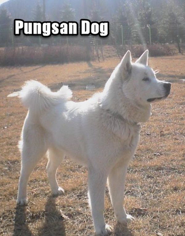 korean dog breeds