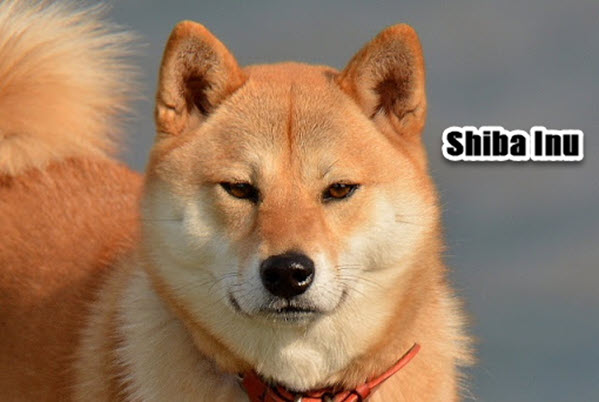 Japanese dog breeds