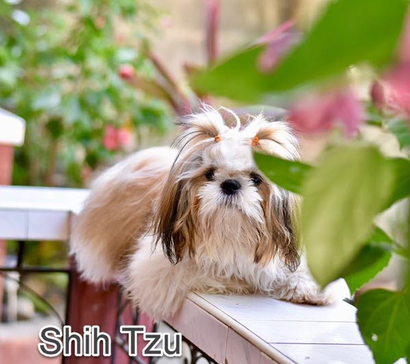 chinese dog breeds