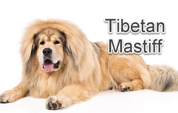 Chinese dog breeds