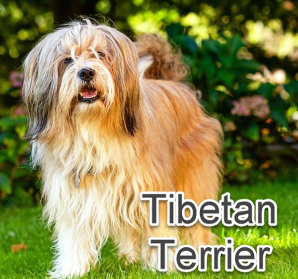 Chinese dog breeds