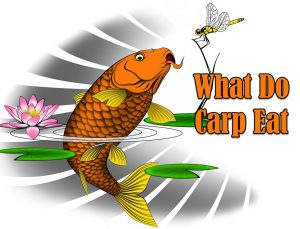 what do carp eat