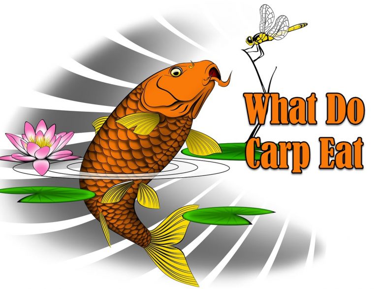 What Do Carp Eat