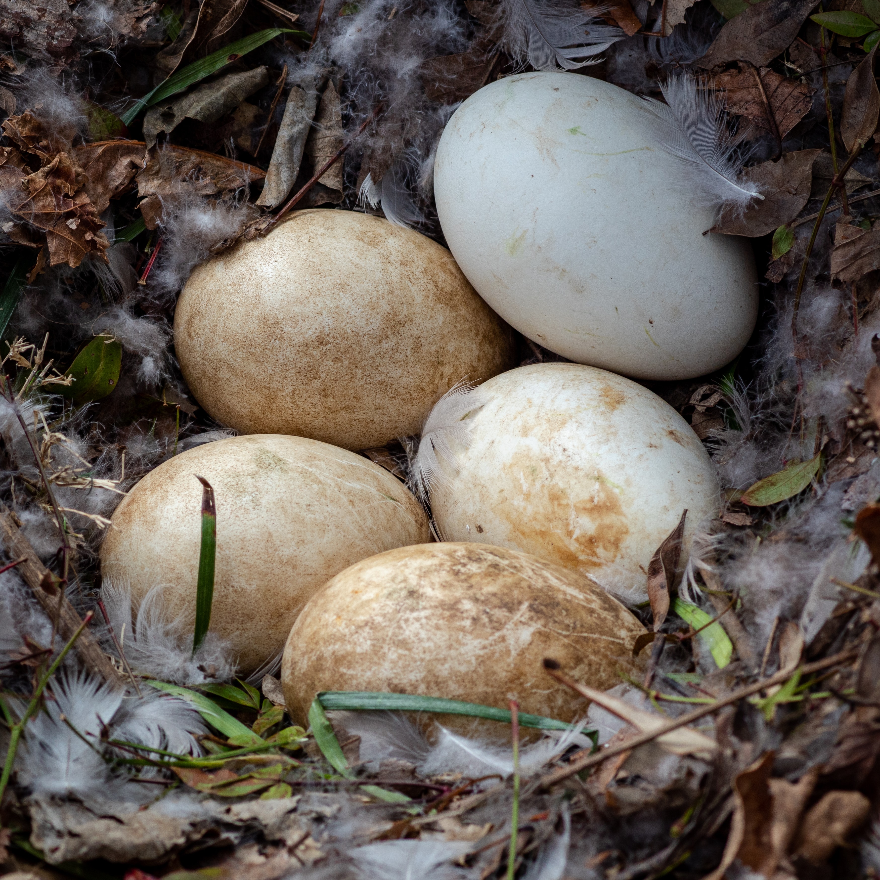 types of eggs