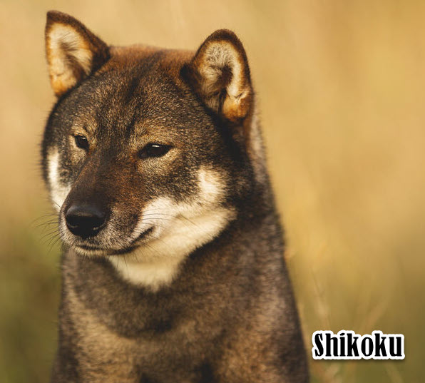 Japanese dog breeds