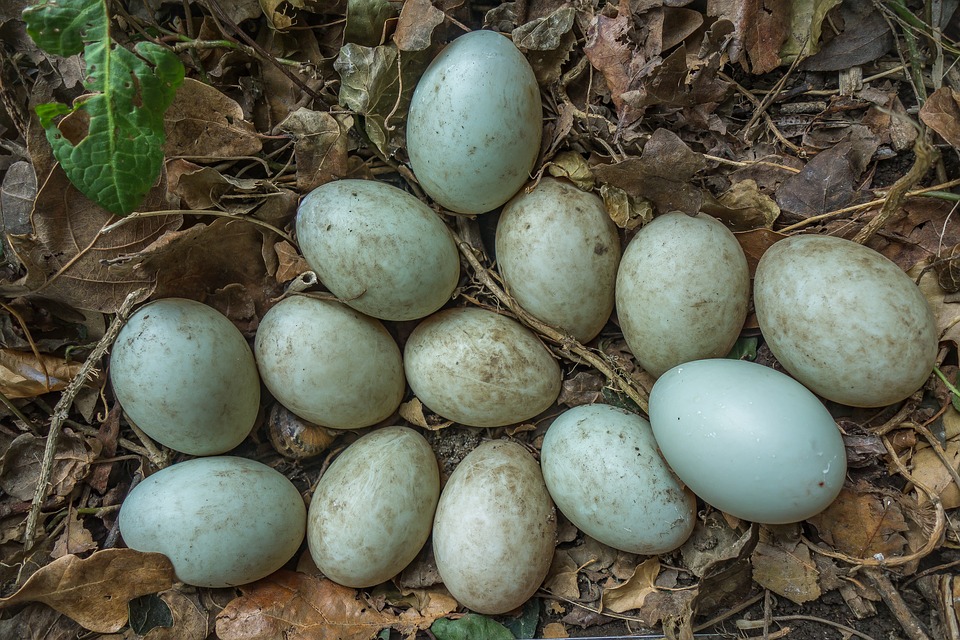 types of eggs