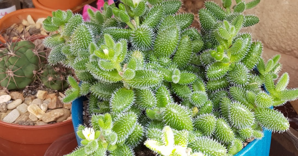 types of fuzzy succulent