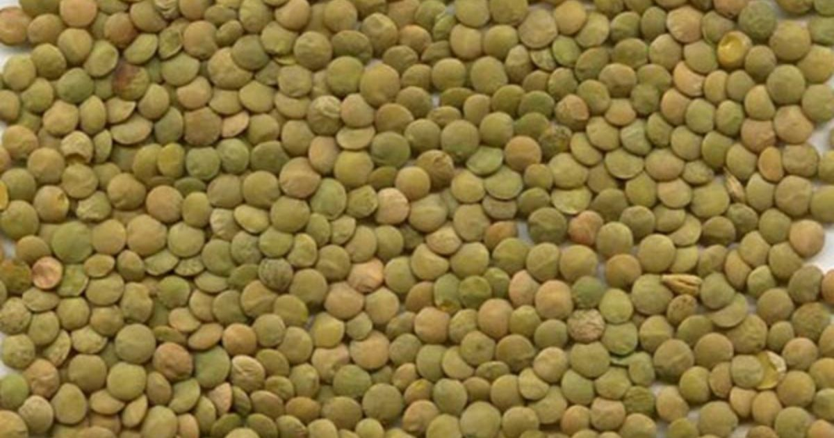 Green lentils