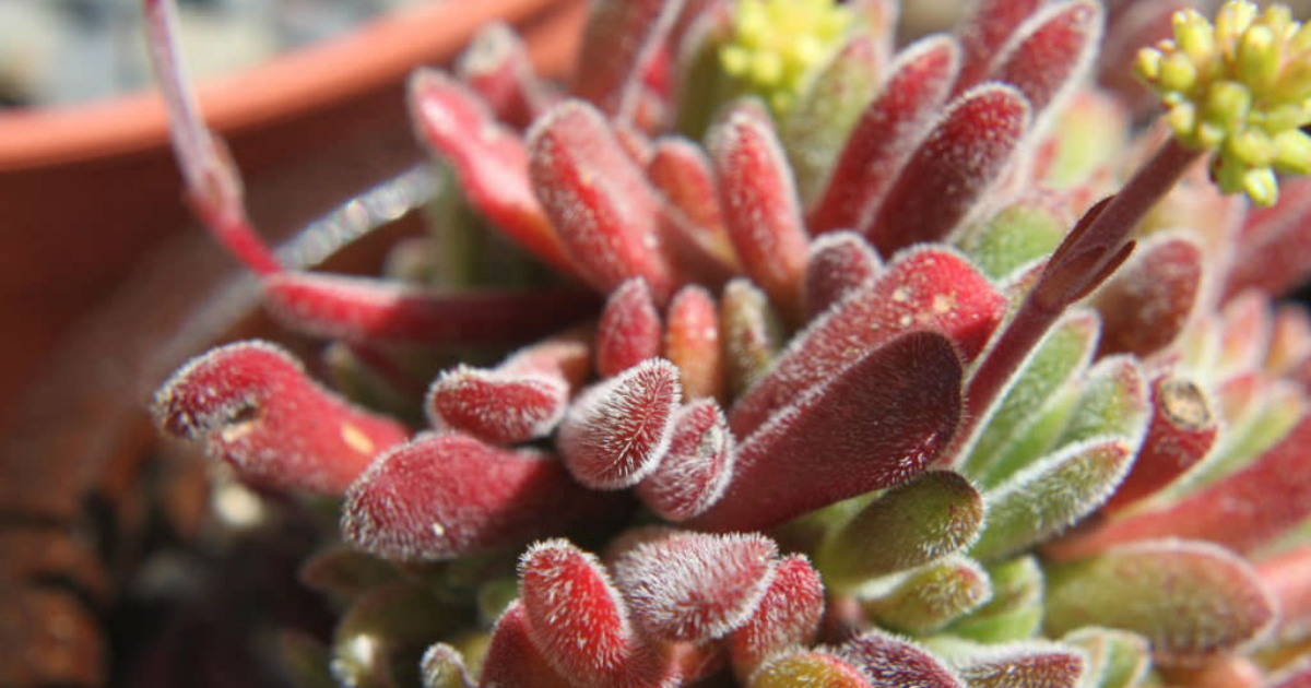 Crassula pubescens