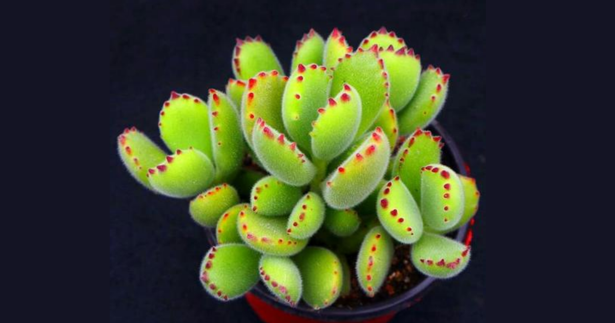 Cotyledon tomentosa