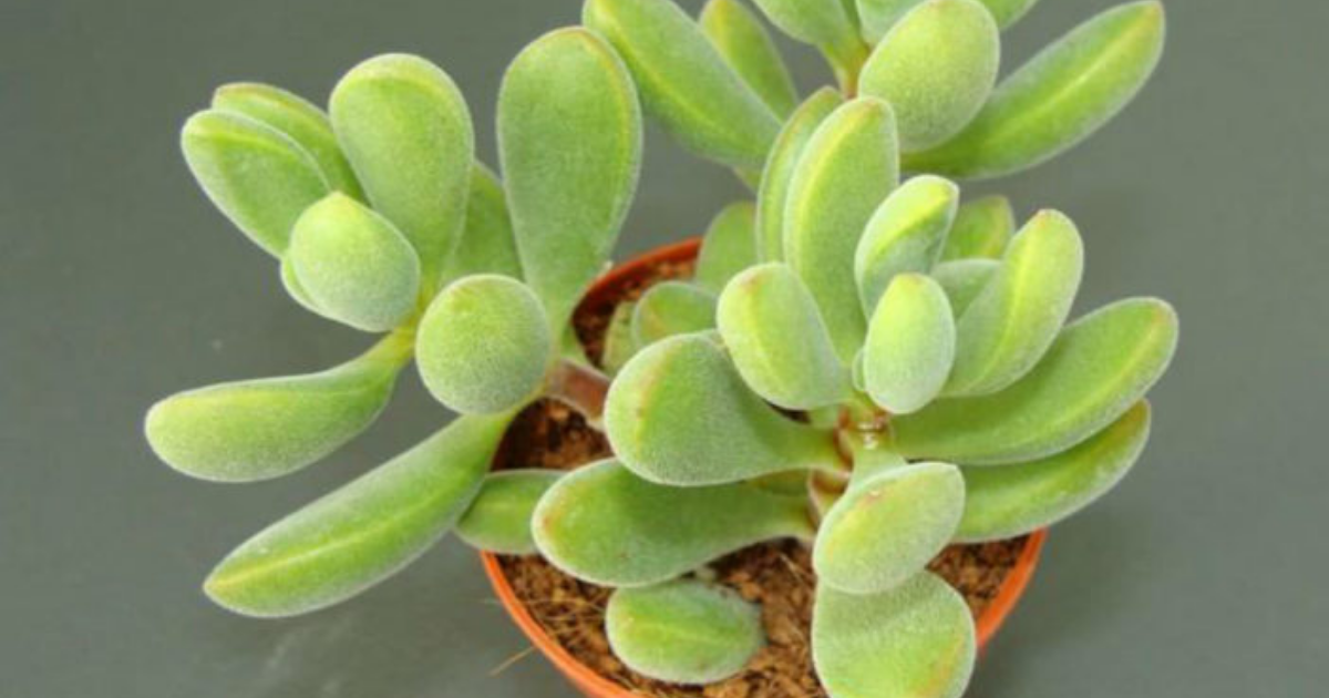 types of fuzzy succulent