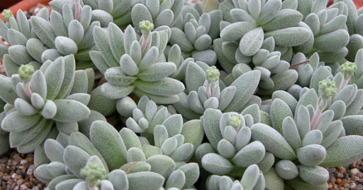 23 Different Types Of Fuzzy Succulent With Images