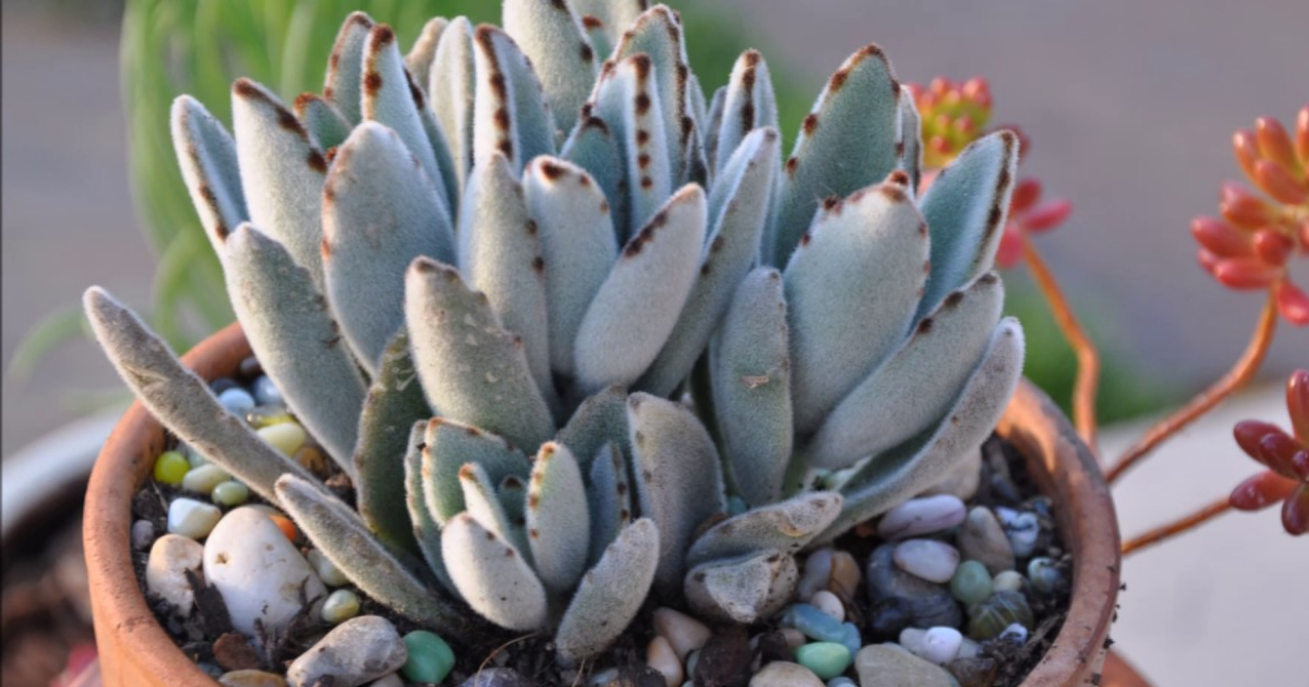 types of fuzzy succulent