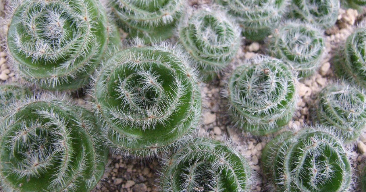 Crassula barbata