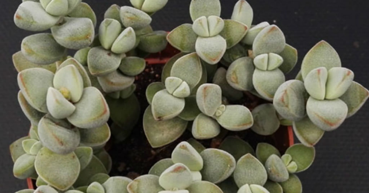 Crassula sericea