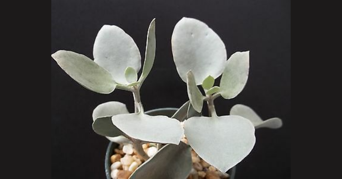 Kalanchoe hildebrandtii