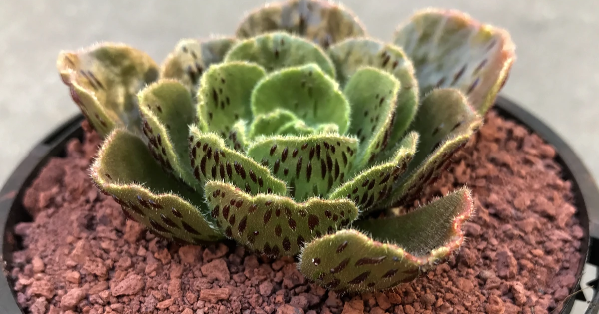 Aeonium smithii