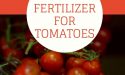 10 Best Fertilizer For Tomatoes