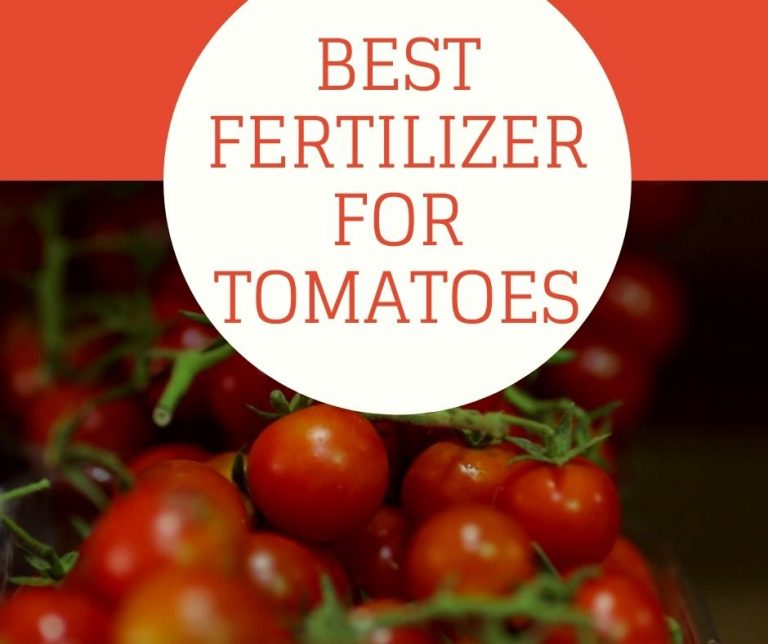 10 Best Fertilizer For Tomatoes