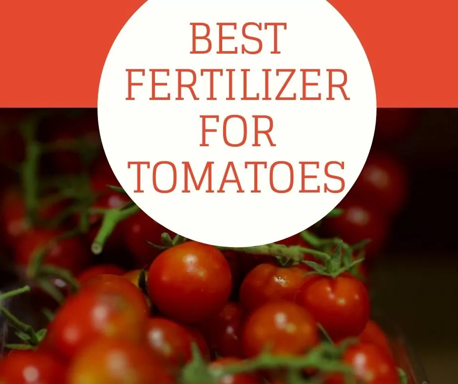 Best fertilizer for tomatoes