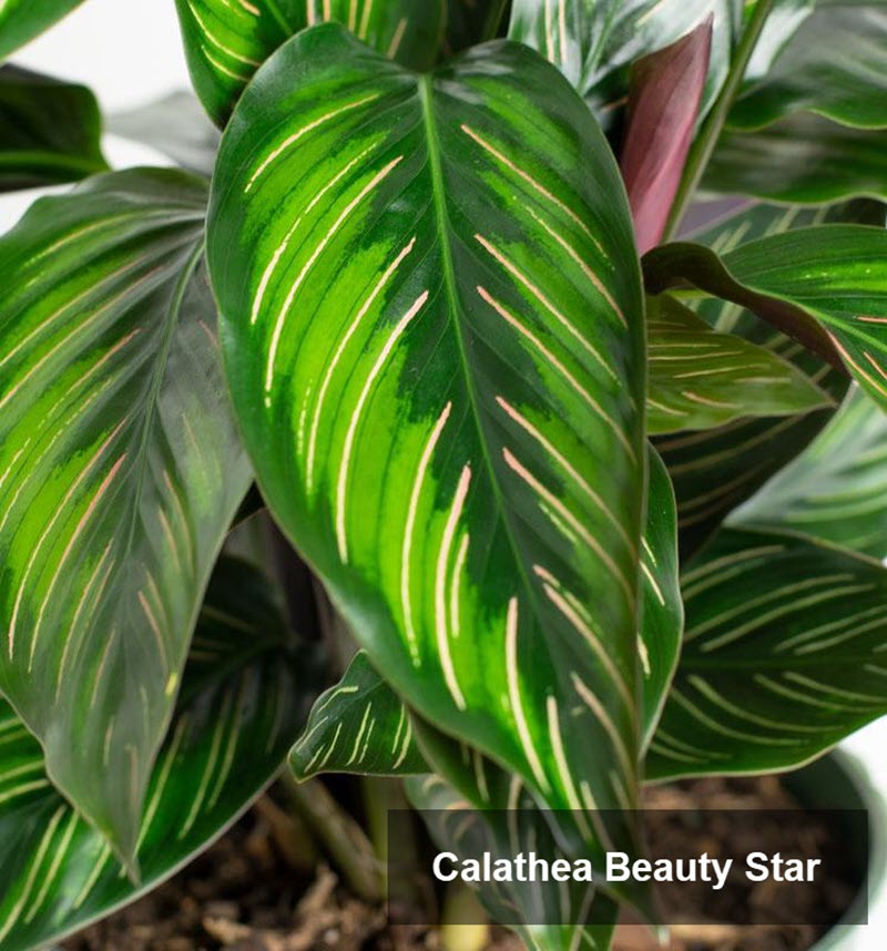 types of calathea