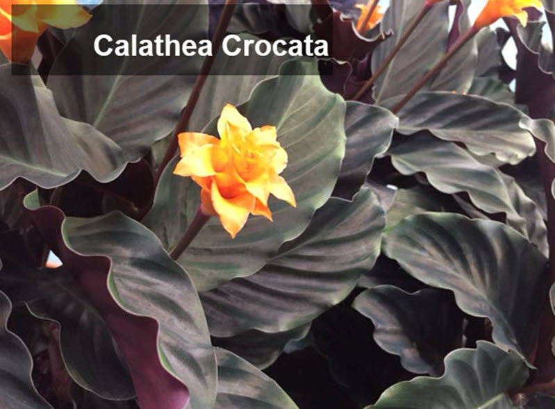 types of calathea