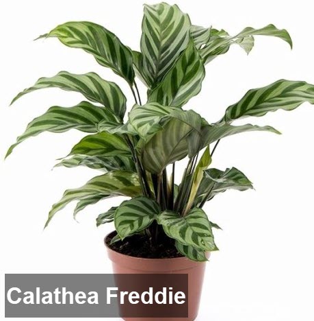 types of calathea