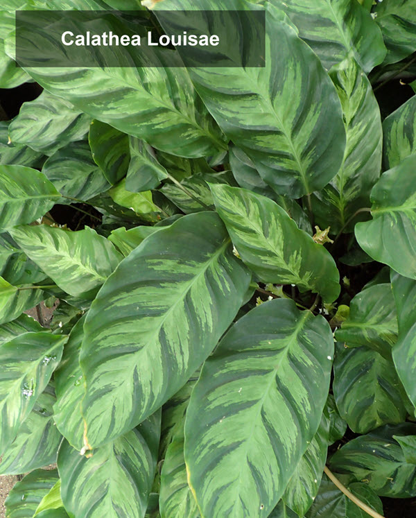 types of calathea