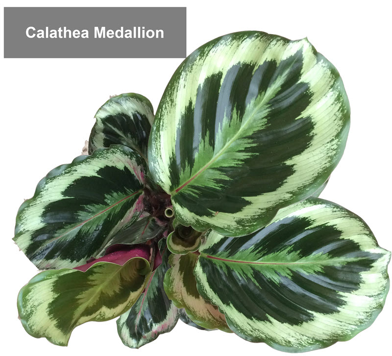 types of calathea