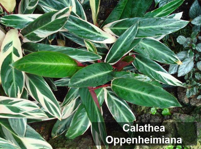 types of calathea