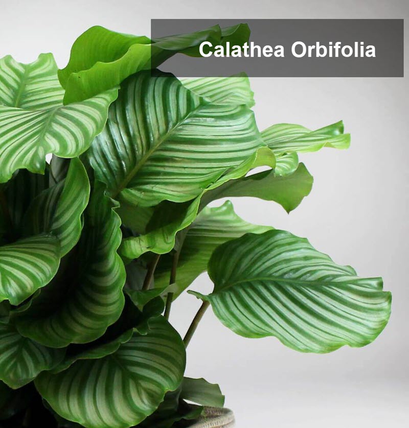 types of calathea